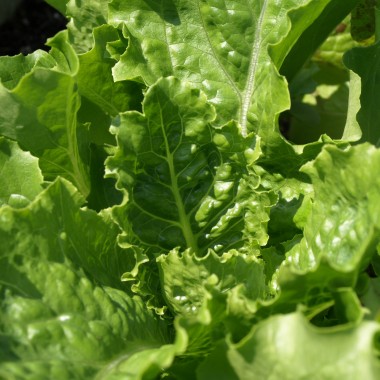 Salat Crisp Mint (Samen)