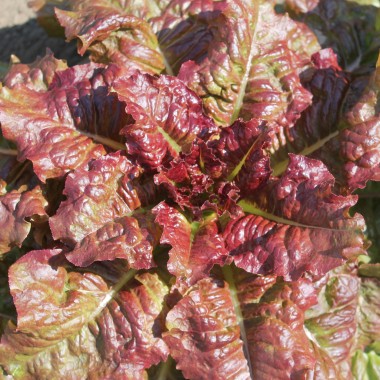 Salat Flame (Samen)