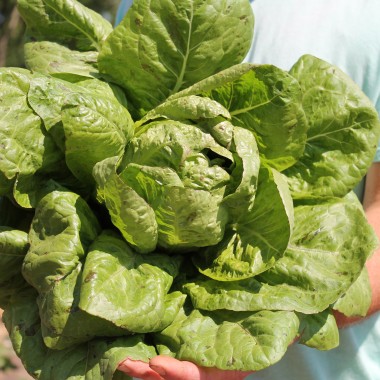 Salat Forellenschluss (Samen)