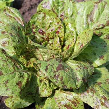 Salat Forellenschluss (Samen)