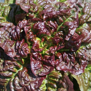 Salat Frisee d'Amerique (Samen)