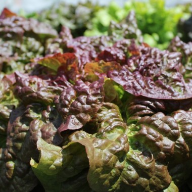 Salat Frisee d'Amerique (Samen)