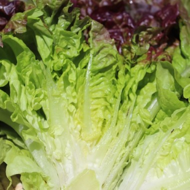 Salat Frisee d'Amerique (Samen)