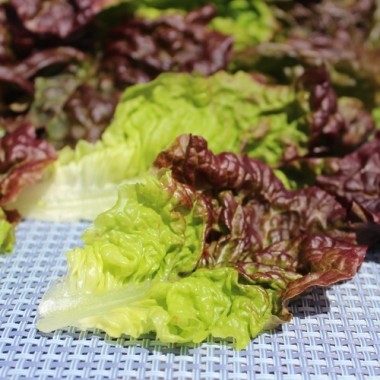 Salat Frisee d'Amerique (Samen)