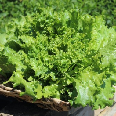 Preview: Salat Gentilina (Samen)