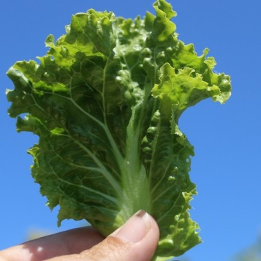 Preview: Salat Gentilina (Samen)