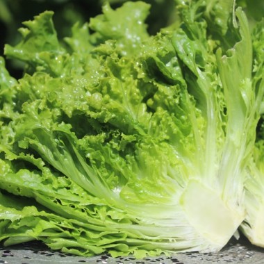 Salat Gentilina (Samen)