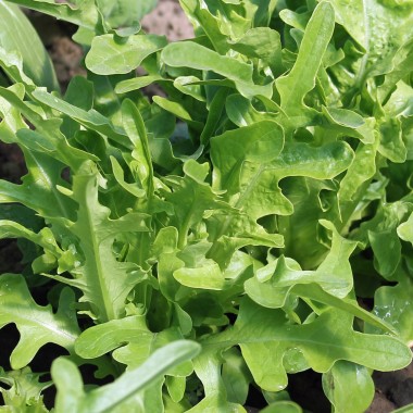 Salat Green Oakleaf (Samen)