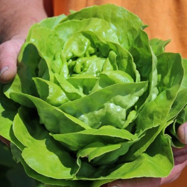 Salat Gustav’s Salad (Samen)