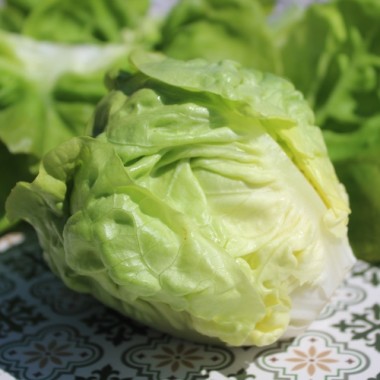 Salat Gustav’s Salad (Samen)
