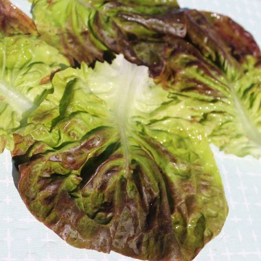 Salat Jugoslawischer Roter Butterkopf (Samen)