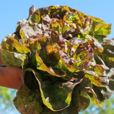 Salat Jugoslawischer Roter Butterkopf (Samen)