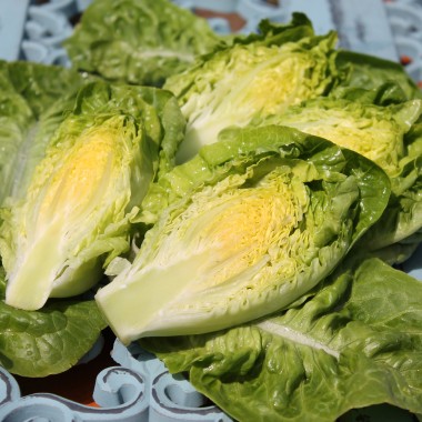 Salat Little Gem (Samen)