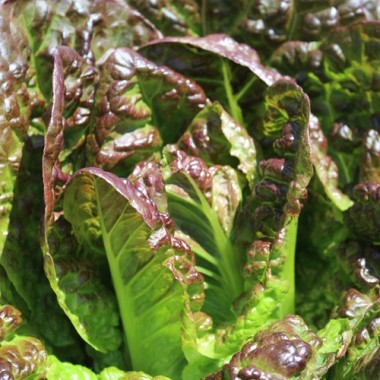 Salat Little Leprechaun (Samen)
