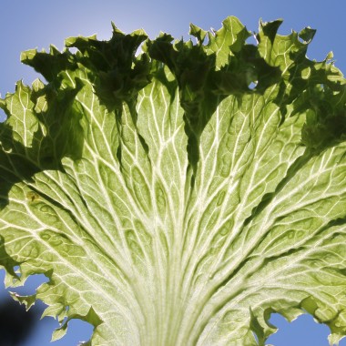 Salat Lollo Bionda (Samen)