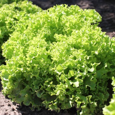 Salat Lollo Bionda (Samen)