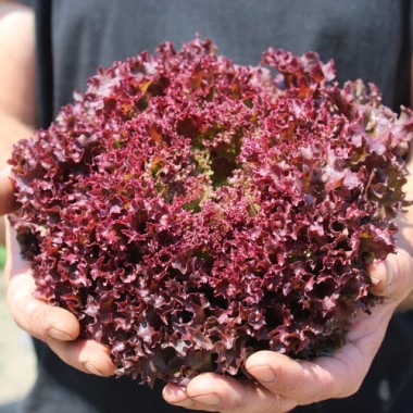 Salat Lollo Rosso (Samen)