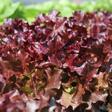 Salat Mascara (Samen)