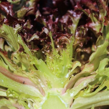 Salat Mascara (Samen)