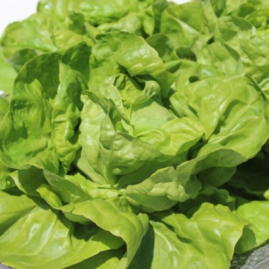 Salat Meraviglia d’Inverno (Wintersalat) (Samen)