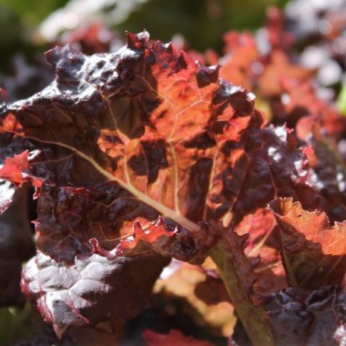 Salat Merlot (Samen)