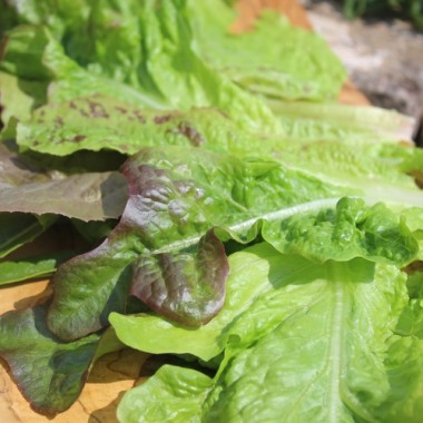 Neu! Salat Morton‘s Secret Mix (Samen)