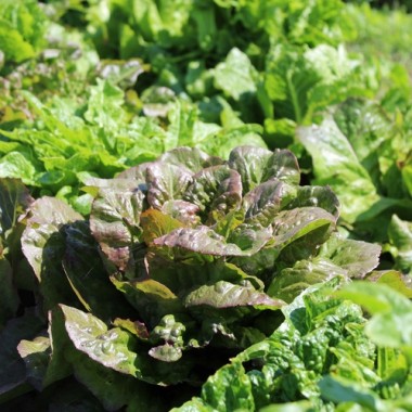 Neu! Salat Morton‘s Secret Mix (Samen)