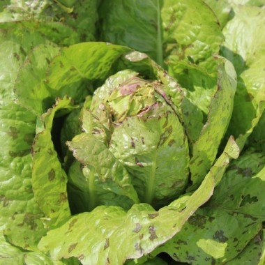 Neu! Salat Morton‘s Secret Mix (Samen)