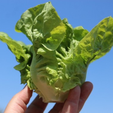 Salat Nansen’s Noordpool (Wintersalat) (Samen)