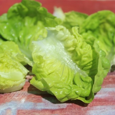 Salat Nansen’s Noordpool (Wintersalat) (Samen)