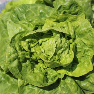 Salat Nansen’s Noordpool (Wintersalat) (Samen)