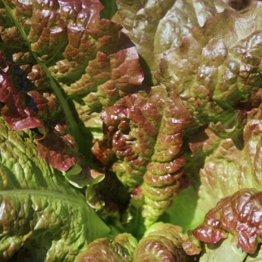 Salat Outredgeous (Samen)