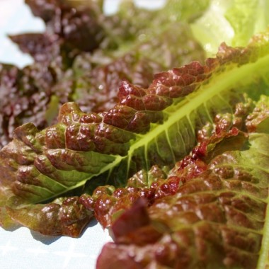 Salat Outredgeous (Samen)