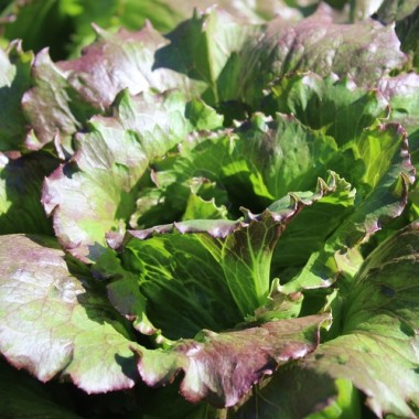 Eisbergsalat Pablo (Samen)