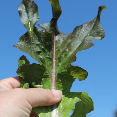 Salat Radichetta (Samen)