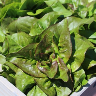 Salat Red Amish Deer Tongue (Samen)