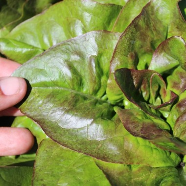 Salat Red Amish Deer Tongue (Samen)