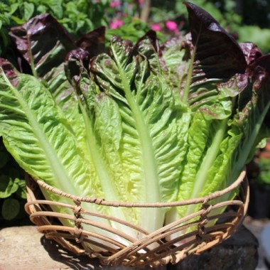 Salat Red Romain (Samen)