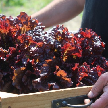 Salat Red Velvet (Samen)