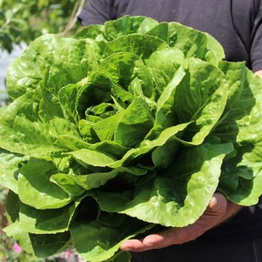 Salat Romana Larga Rubia (Samen)