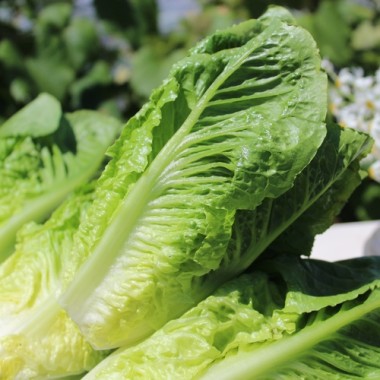 Salat Romana Larga Rubia (Samen)