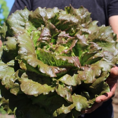 Salat Rouge Grenobloise (Samen)