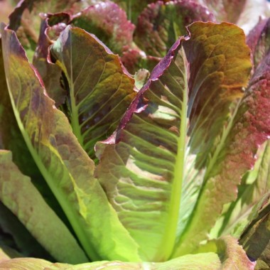 Salat Rouge d'Hiver (Wintersalat) (Samen)