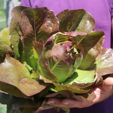 Salat Rouge d'Hiver (Wintersalat) (Samen)