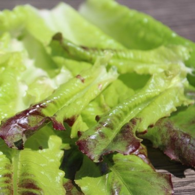 Salat Rouge d'Hiver (Wintersalat) (Samen)