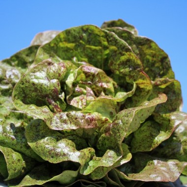 Salat Sanguine Ameliore (Samen)