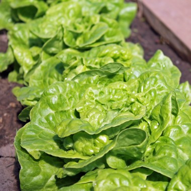 Salat Tom Thumb (Samen)