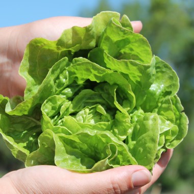 Salat Tom Thumb (Samen)