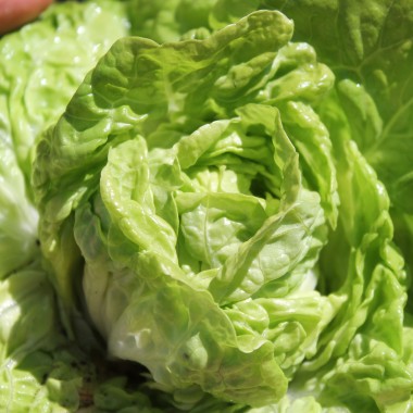 Salat Tom Thumb (Samen)