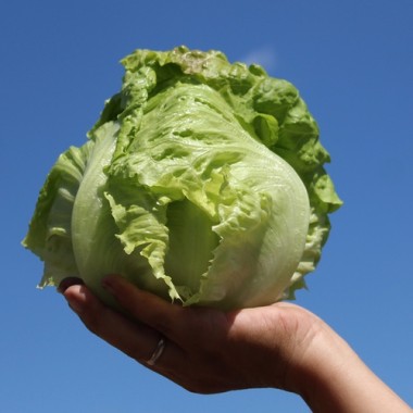 Salat Unicum (Samen)